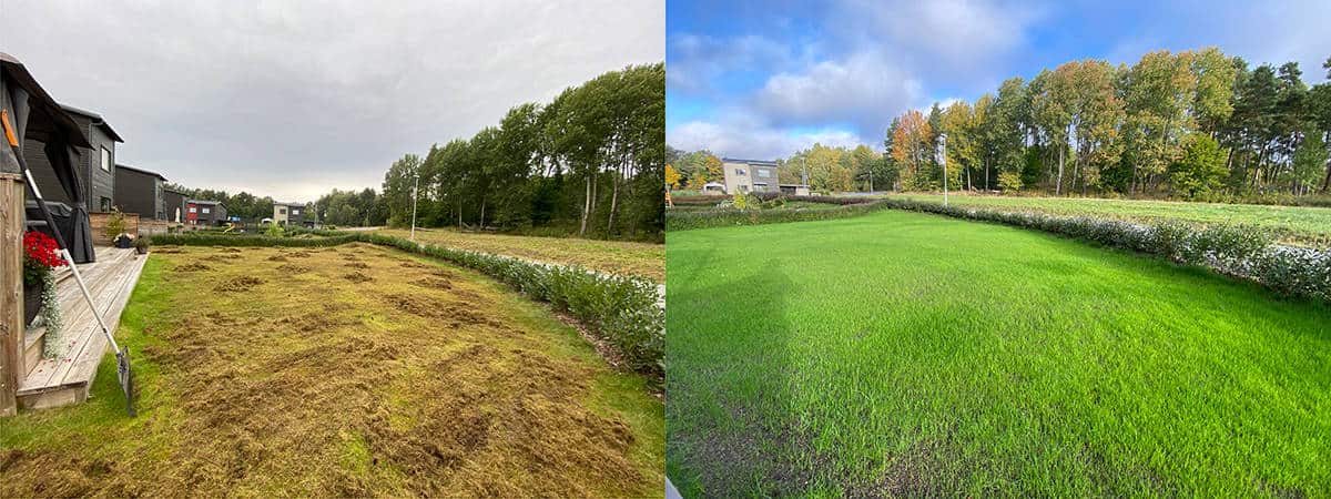 Gräsmatterenovering före och efter en renovering av gräsmatta